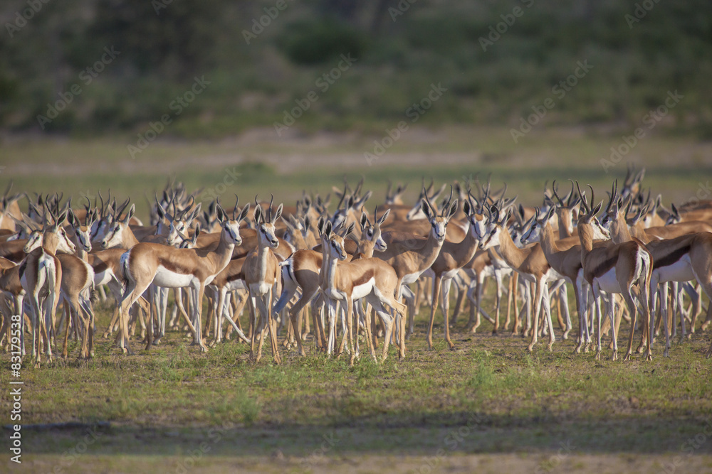 Herd of Springbok
