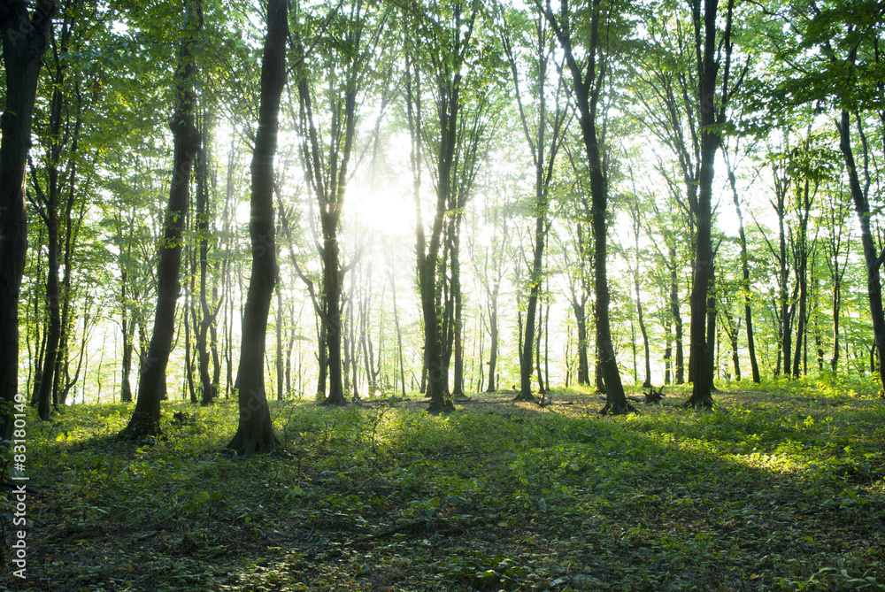 forest forest