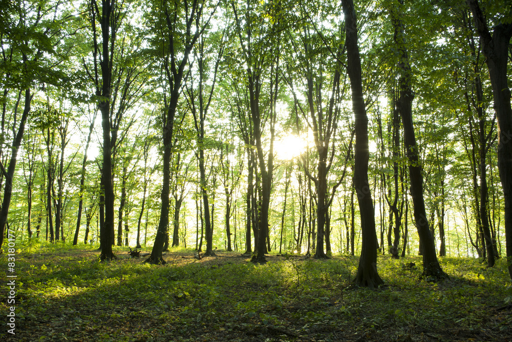 Fototapeta premium forest