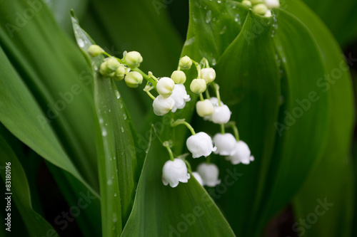 lily of the valley