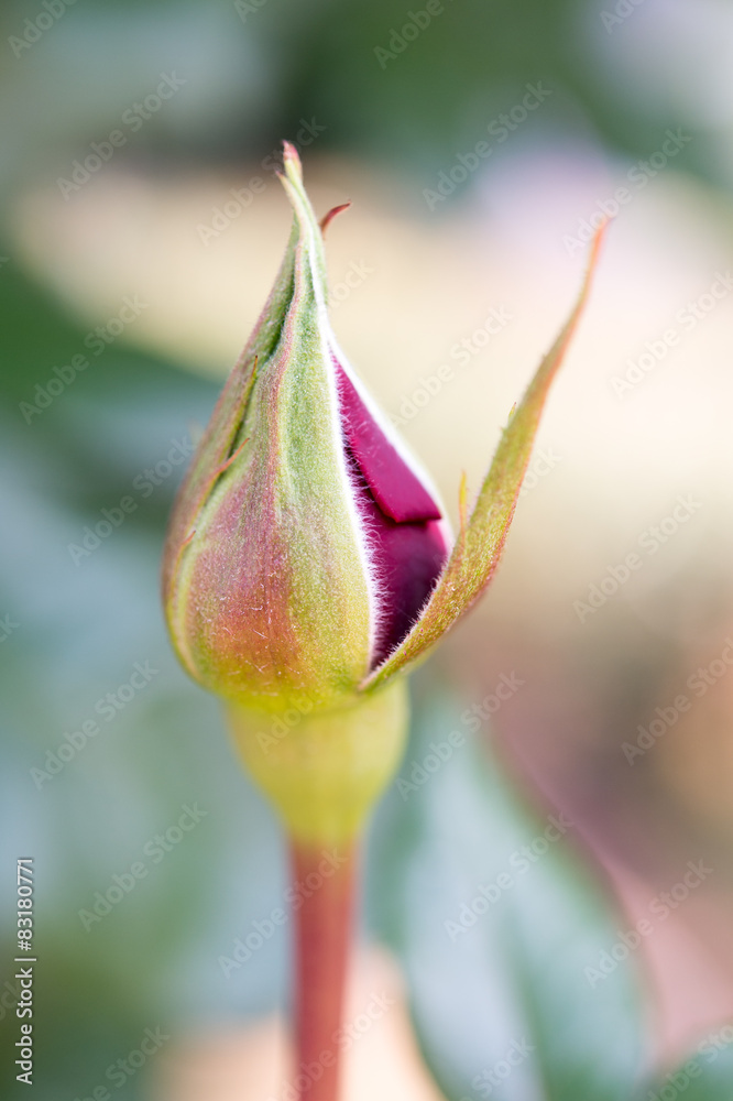 Obraz premium ばらの蕾