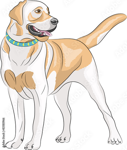 Vector Labrador.