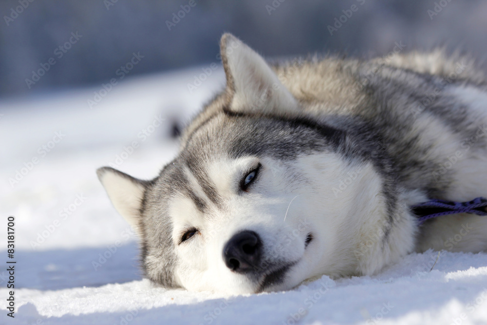 Siberian Husky Siberian Husky