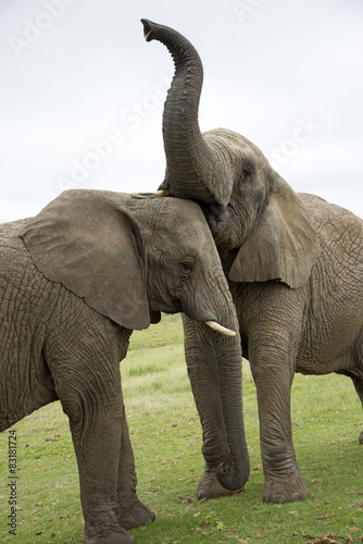 Playful young wild African elephants  South Africa © petert2
