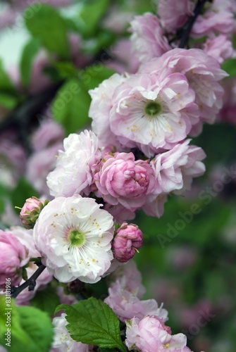 Pink flowers. Blooming tree. Spring garden. 