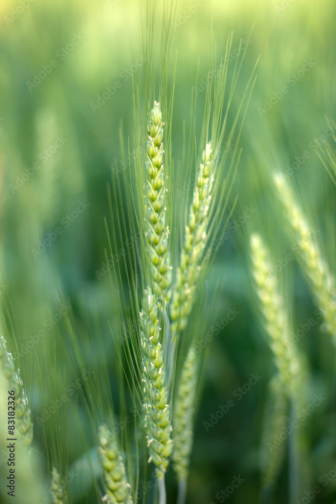 green wheat field background
