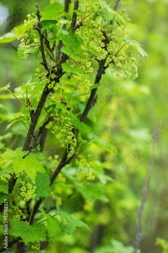 blossoming of blackcurrant