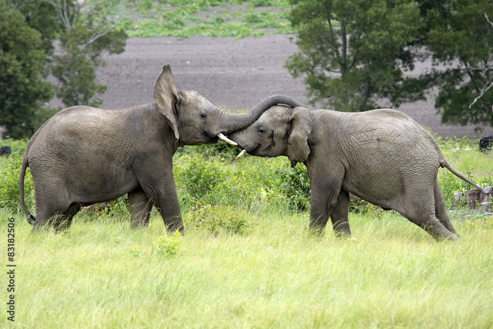 Fototapeta premium African elephants fighting South Africa