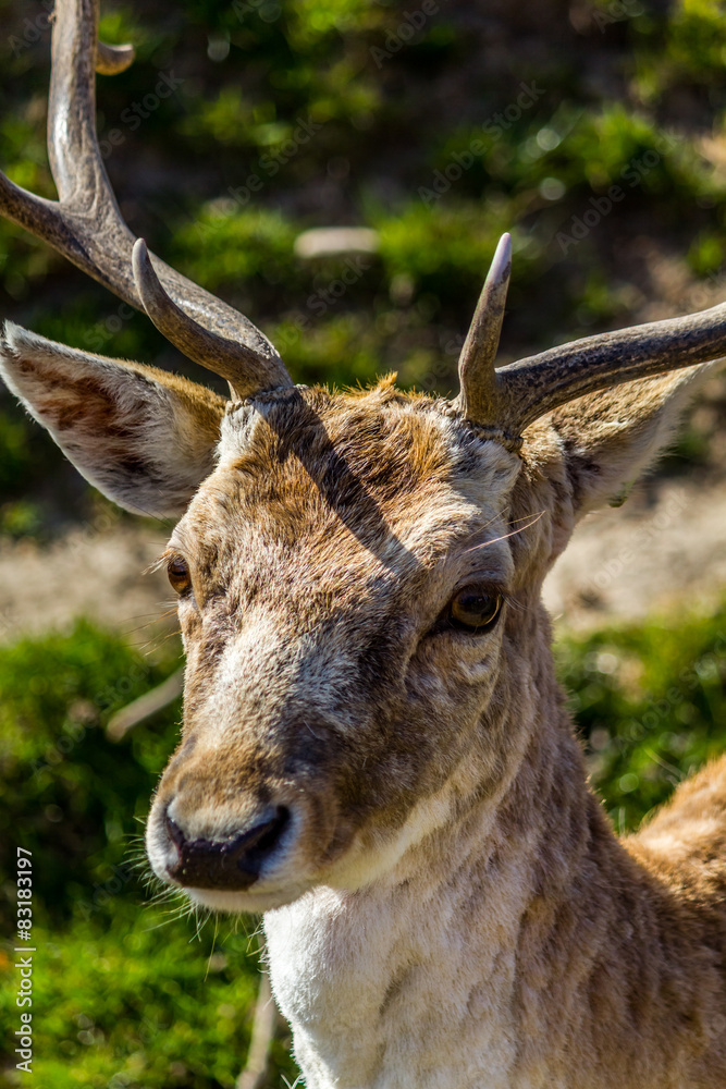 Naklejka premium Biche et cerf