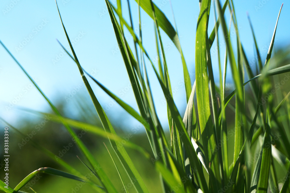 grass on the blue sky background grass on the blue sky background