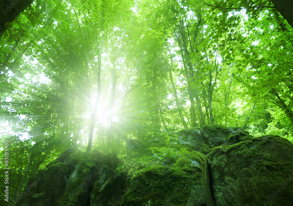 Obraz premium forest