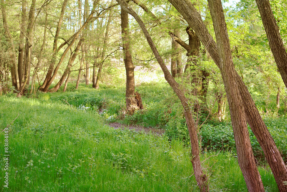 Fototapeta premium Green deciduous forest in a warm light