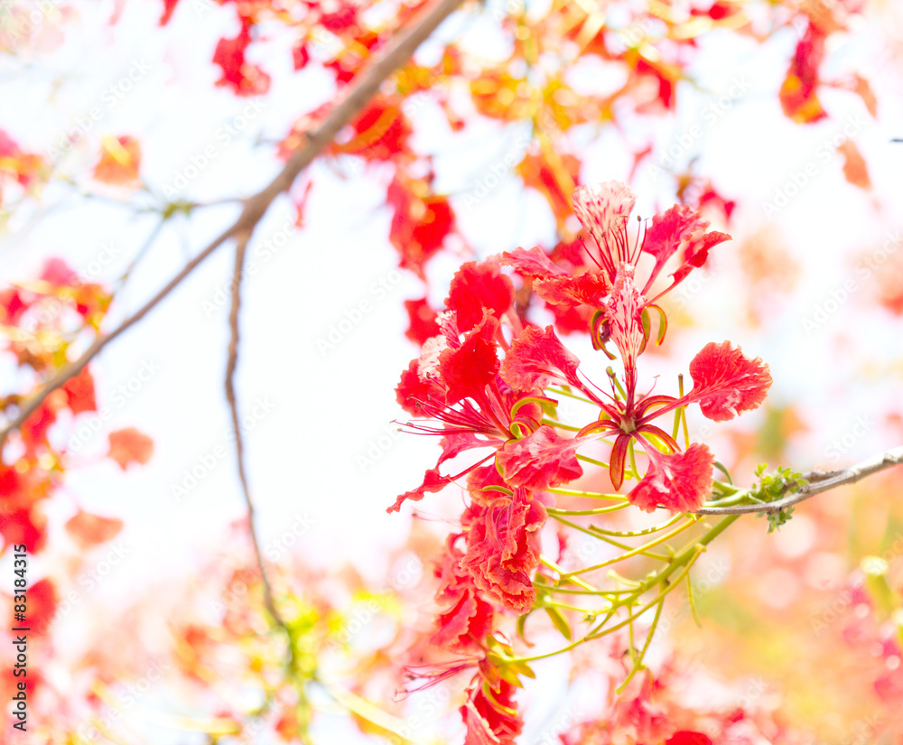 Sweet color tone of Flam-boyant flower Sweet color tone of Flam-boyant flower