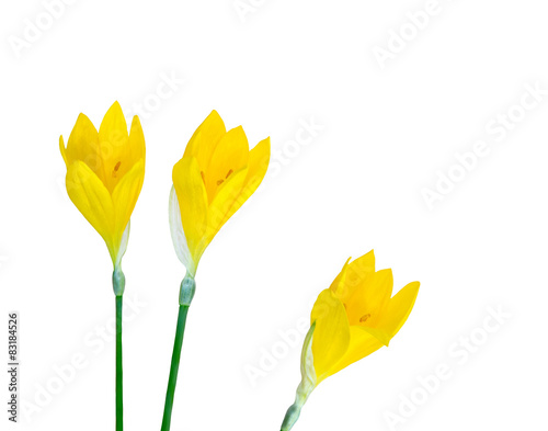 Three yellow crocus flowers isolated on white.