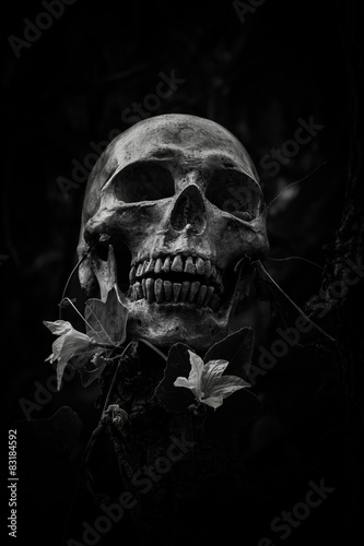 skull and nature