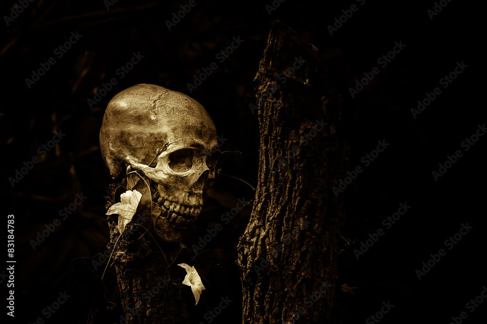skull and nature skull and nature