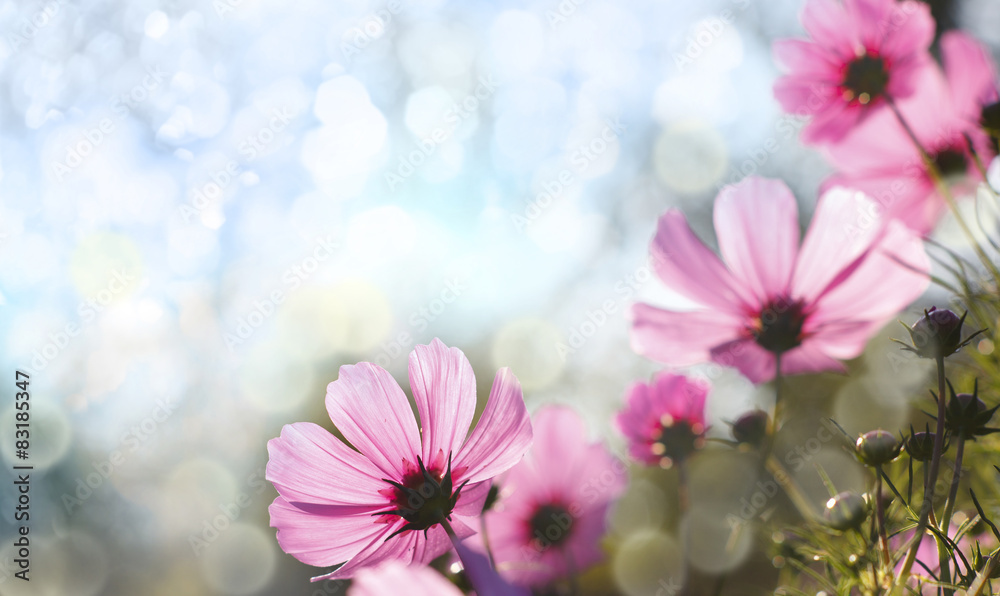 Flowers Flowers