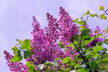 Papier peint photo Lilas Branches de lilas pourpres fleuries  © dashabelozerova