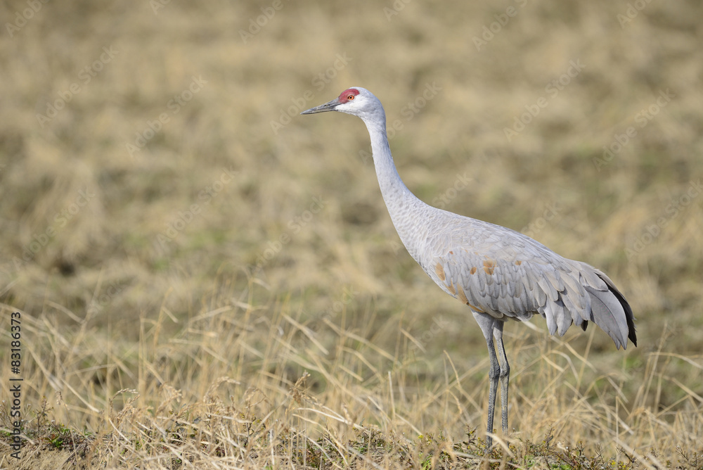 Obraz premium カナダヅル