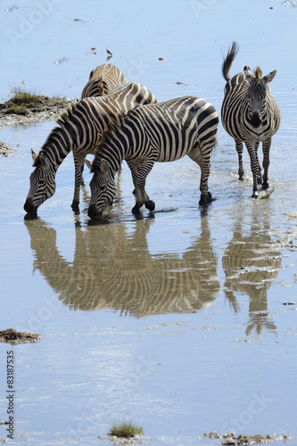 Group of Zebra drinking water. photo