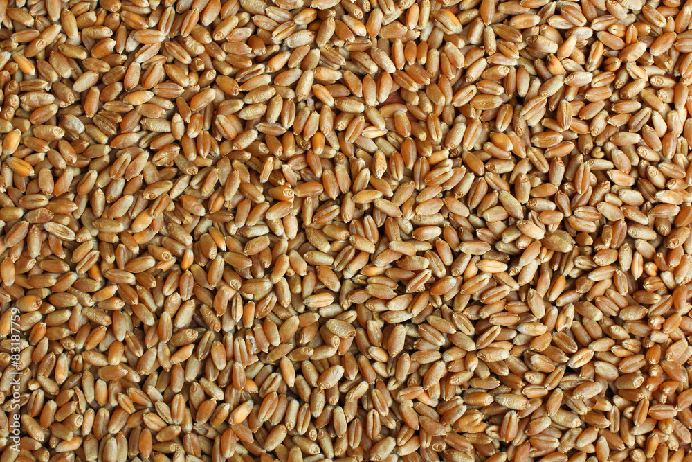 Spelt Grains Close up top view surface texture background Spelt Grains Close up top view surface texture background
