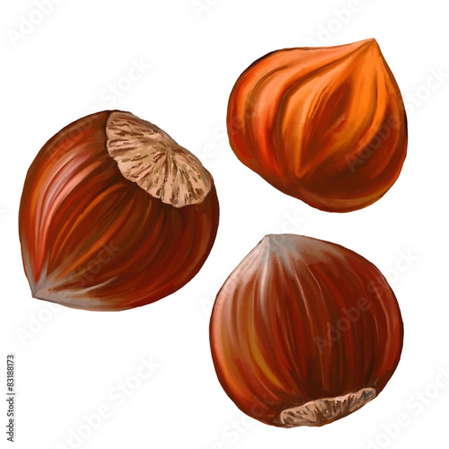 hazelnuts vector illustration  hand drawn  painted watercolor 