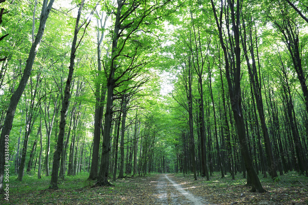 Fototapeta premium forest