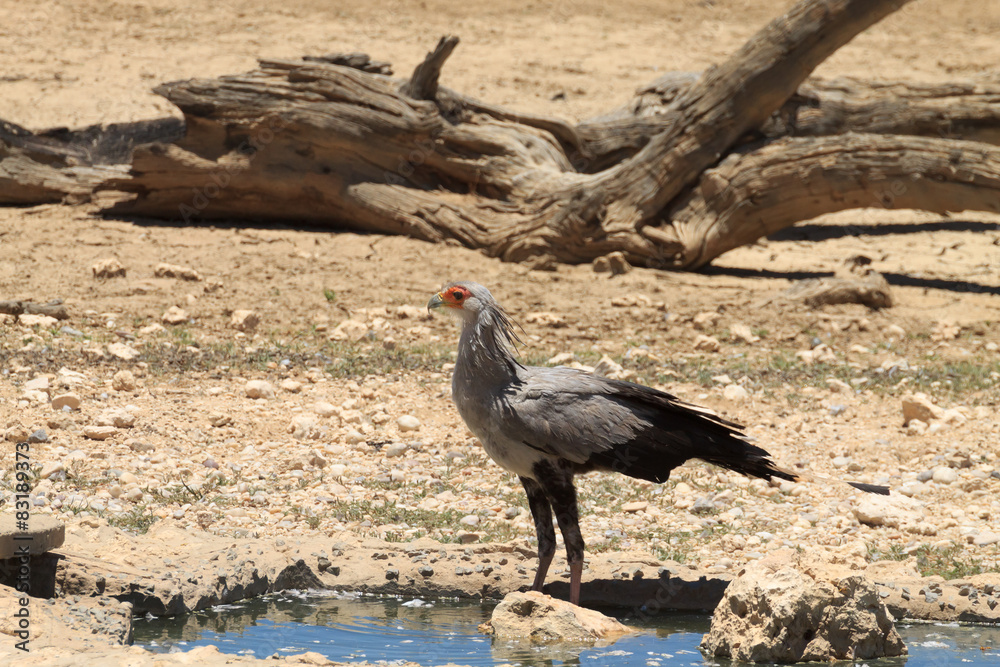 Obraz premium secretary bird