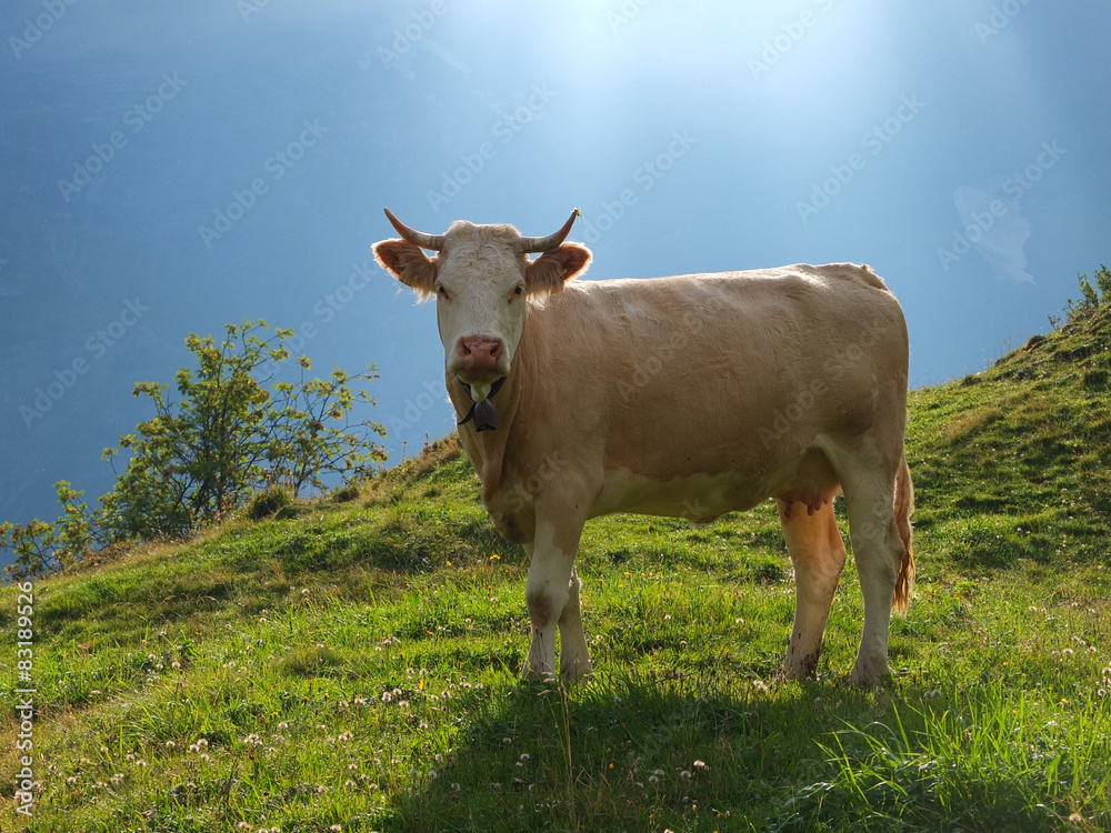 Kuh mit Hörner in den Alpen