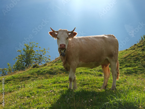 Kuh mit H  rner in den Alpen