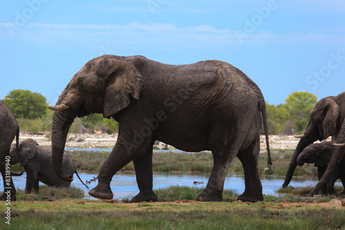 Herd of elephants