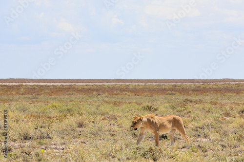 Löwe, weiblich (Panthera leo)