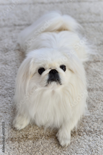 pekingese