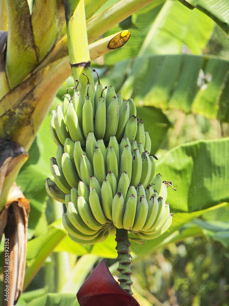Bananen Baum Stock Photo | Adobe Stock