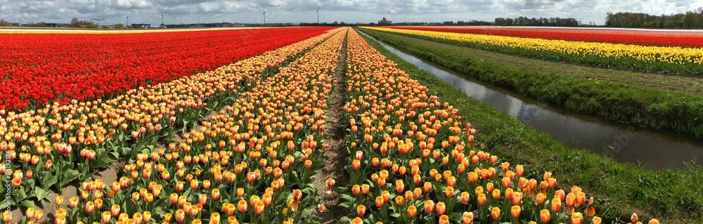 Tulip field, Holland