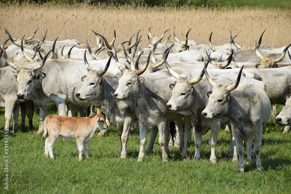 Gray cattles and a young calf Gray cattles and a young calf