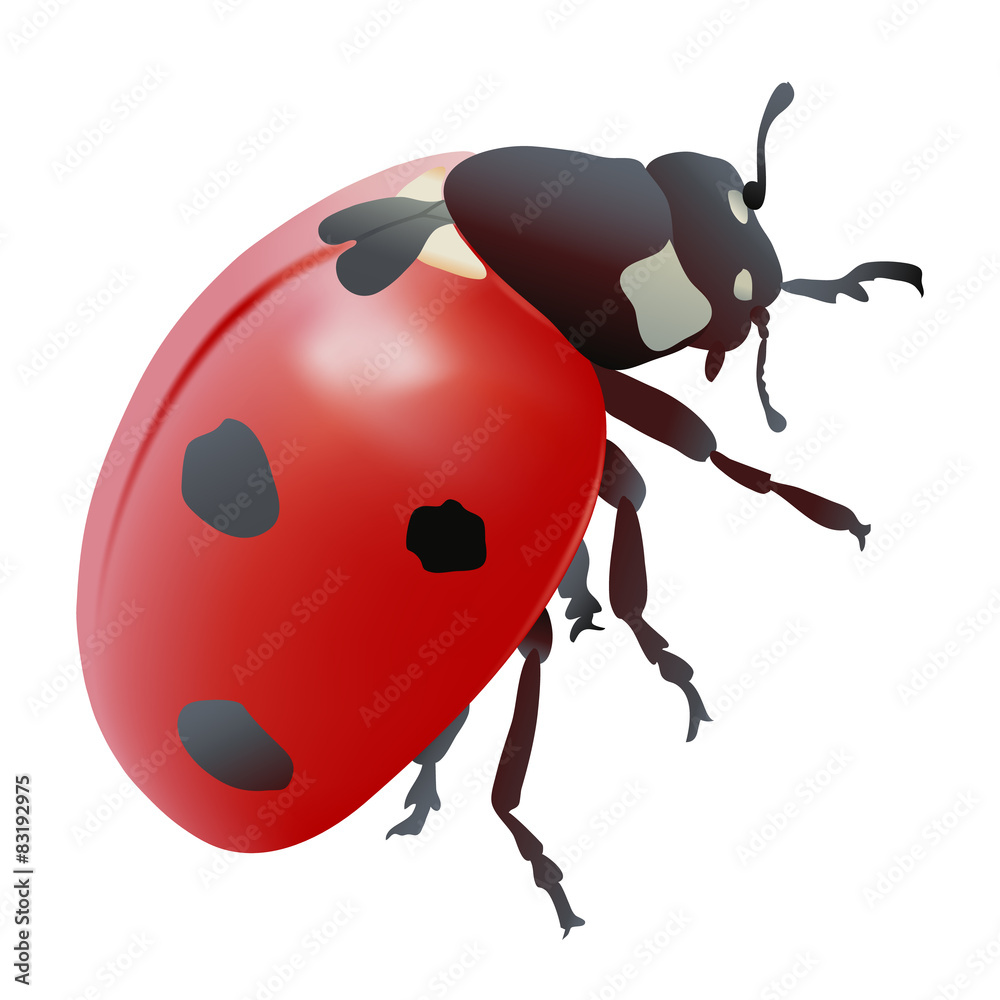 Fototapeta premium Hand drawn vector illustration of a Ladybug. Realistic style.