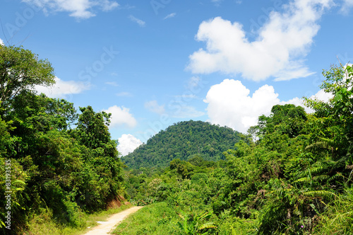 Tropical jungle on an island Borneo in Indonesia photo