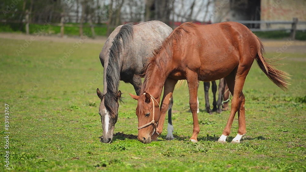 Herd of Young Horses Graze on the Farm Ranch Herd of Young Horses Graze on the Farm Ranch