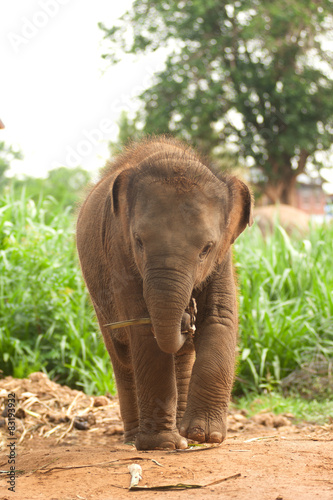 Asian elephant baby is joyfully.