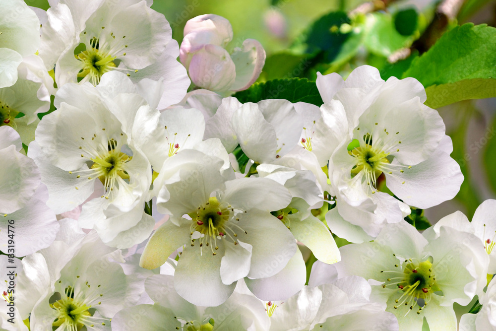 Flowering branch of pear Flowering branch of pear