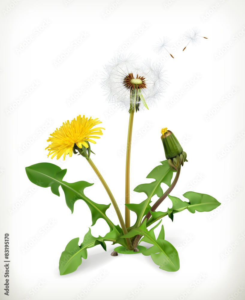 Naklejka premium Dandelion, letnie kwiaty, ilustracji wektorowych