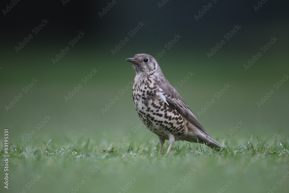 Mistle thrush, Turdus viscivorus Mistle thrush, Turdus viscivorus