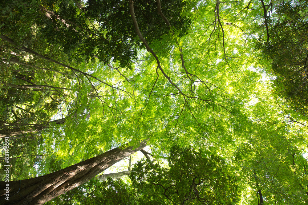 Naklejka premium 新緑の葉っぱと木々