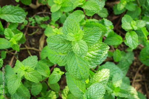Mint Plant - Tea and herb