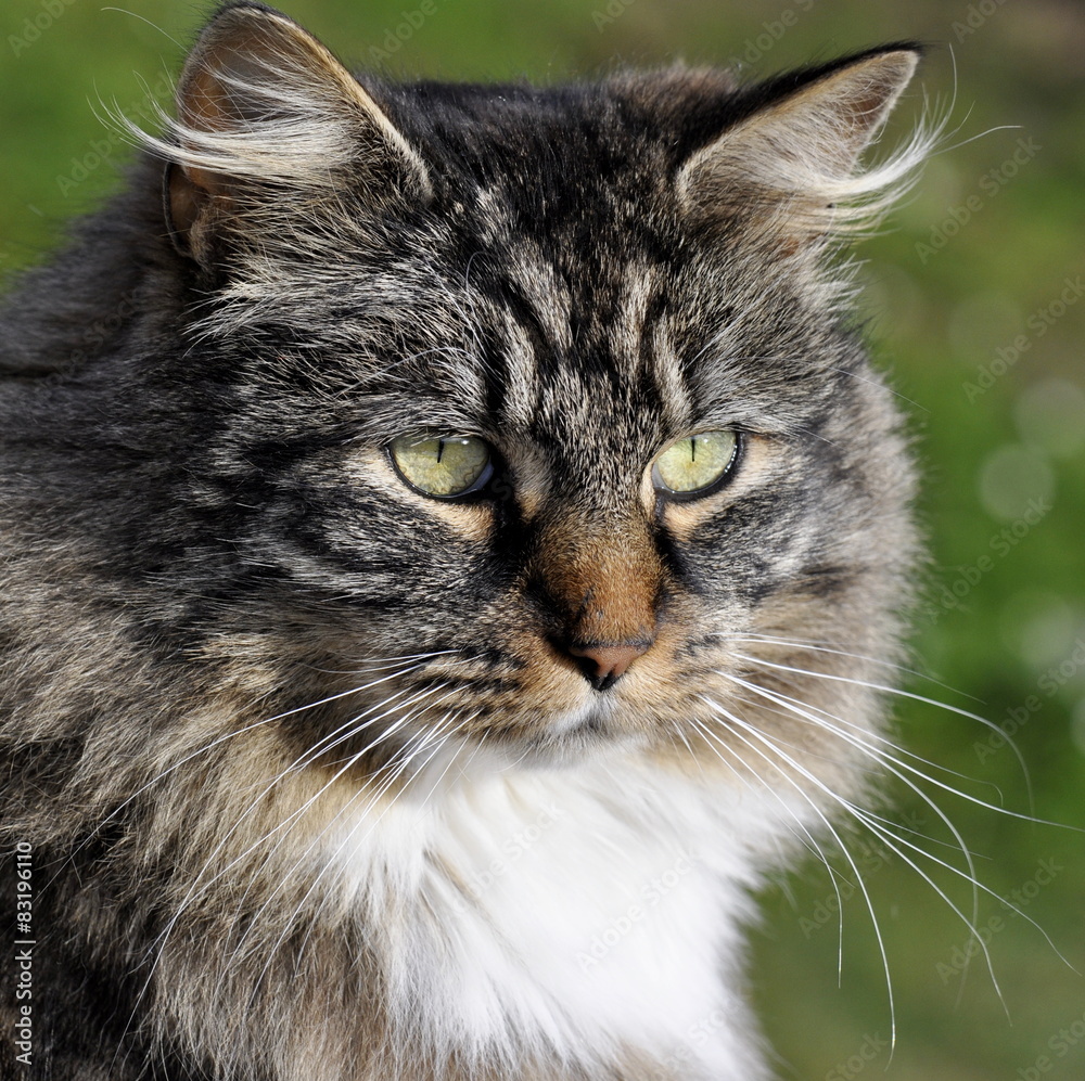 Face of a longhair forest cat Face of a longhair forest cat