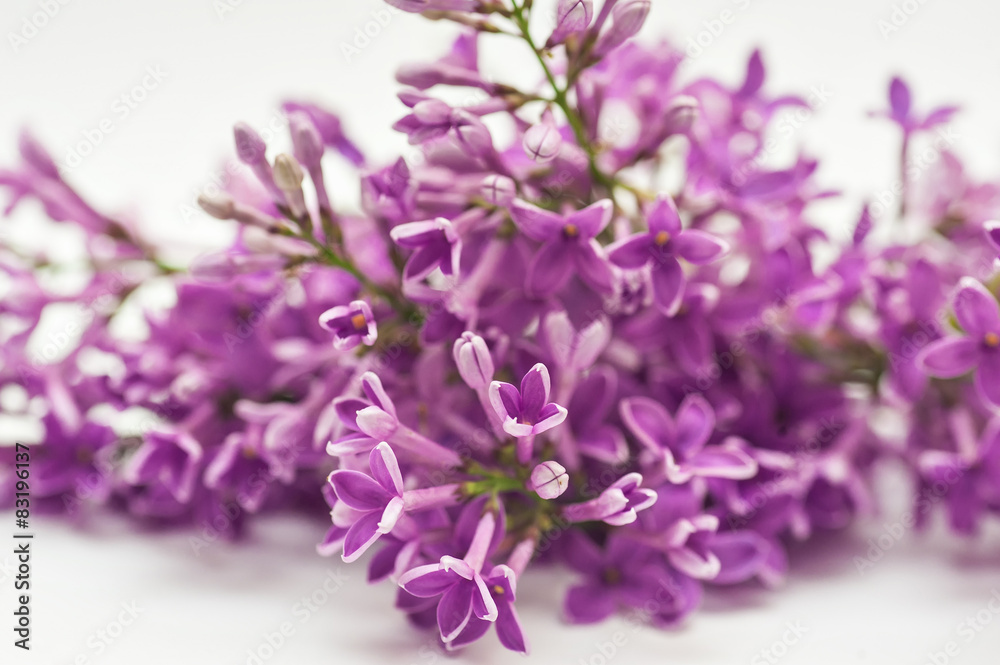 Beautiful spring lilac on a white background