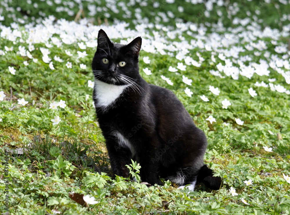 Black and white cat in flower meadow