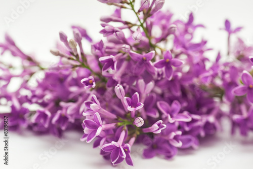 Beautiful spring lilac on a white background