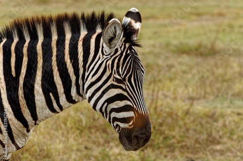 Zebra in wilderness